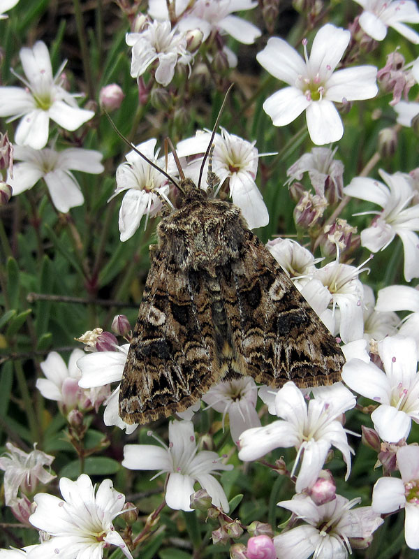 Noctuidae: Anarta ?? S, Anarta (Calocestra) odontites